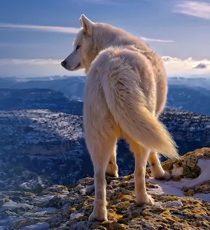 หมาป่าอาร์กติกตัวแรกของโลก